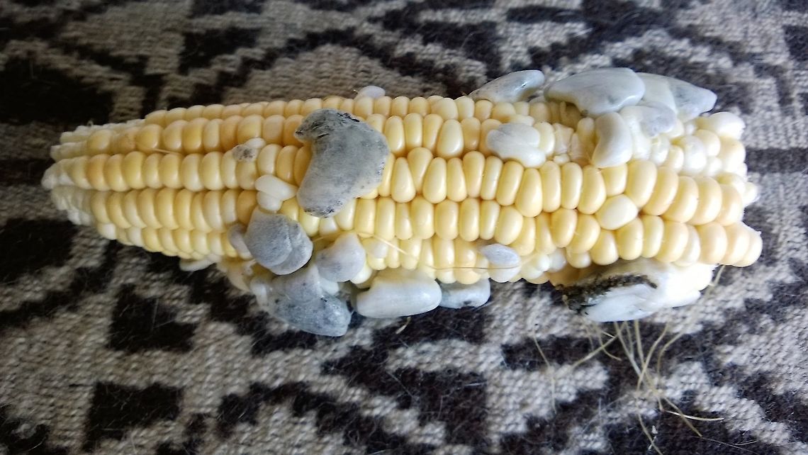 Corn smut, hongos del choclo (Quechua), elote (Nahuatl). A edible fungus that grows on fresh corn (choclo). In Mexico it&#039;s a delicacy. Corn smut,Geotagged,Mexico,Paraguay,Spring,Ustilago maydis,choclo,corncobs,delicacy,elote,huitlacoche