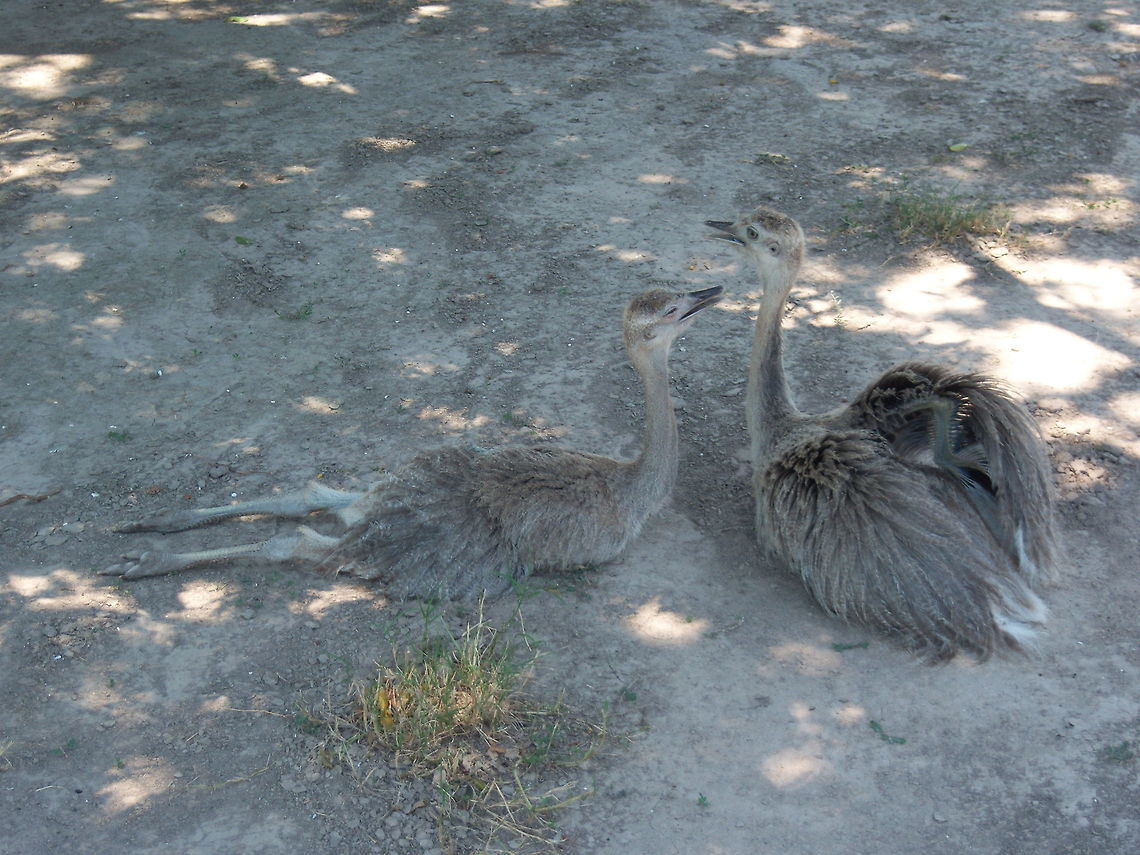 Rheas Youngters having a siesta in the hot Paraguuayn Chaco. Geotagged,Greater rhea,Paraguay,Rhea americana,Summer,wildlife photography