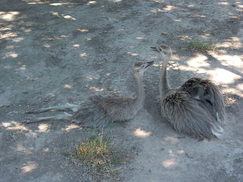 Rheas Youngters having a siesta in the hot Paraguuayn Chaco. Geotagged,Greater rhea,Paraguay,Rhea americana,Summer,wildlife photography