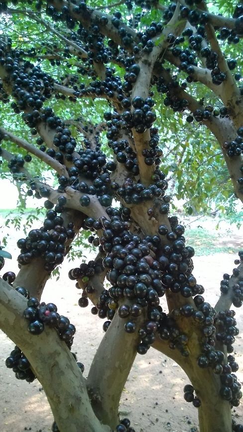 Yvapurũ, guapuru, jabuticaba "Yva" fruit, "purũ" from "pururũ", onomatopoeic guarani word for the sound produced when biting or chewing the fruit, (crunchy fruit). Ripens in october, sweet tangy flavour Geotagged,Jabuticaba,Paraguay,Plinia cauliflora,Spring,berry,fruit,tropical