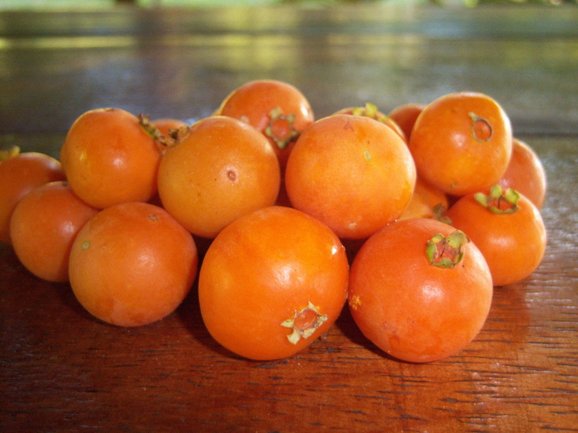 Guavira fruits - Campomanesia pubescens Sweet with a somewhat bitter after taste. Grows in Bolivia, Brasil and Paraguay Campomanesia pubescens,Fruit,Geotagged,Paraguay,Spring,tropical