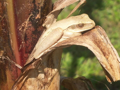 Tree frog  Ju'i pakova lit. in guarani "banana tree frog". One of many tree frogs of Paraguay having a snooze on a banana tree. Amphibians,Geotagged,Hypsiboas raniceps,Paraguay,Spring,frogs,tropical