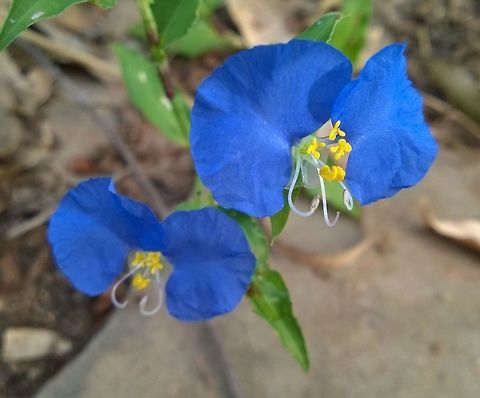 Santa Lucía, Commelina erecta Fairly common weed, especially on land that has been tilled. There is also a white variety. According to Paraguayan lore, most "yuyos" from Quechua "yuyu" -weed- have medicinal properties. The roots or rhizomes of Santa Lucía are fairly popular. Commelina,Countryside,Geotagged,Medicinal herb,Paraguay,Santa Lucía,herbs,weeds