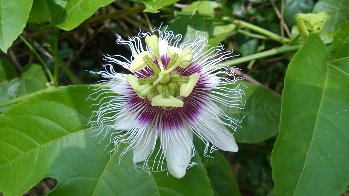 Passionfruit, (Passiflora edulis) Mburukuja Mburukuja (Guarani), maracuja (Tupi, Brasil). One of many passion fruits that grows in Paraguay, and other countries of the Americas. This one in particular is very sour, unlike other varieties that are quite sweet and that one can eat after picking. As all the others, the juice is very fragrant and is used to flavour sweet and savoury dishes. When ripe, the fruit turns yellow. Its is said to be the national flower of Paraguay (undocumented), title which it disputes with "Brunfelsia pauciflora" (documented 1936) with the name of "jazmín azucena del Paraguay". Maracujá,Paraguay,Passiflora edulis,Passion fruit,South America,aromatic,fruits,maracuja,mburucuya,mburukuja,passiflora,tropical
