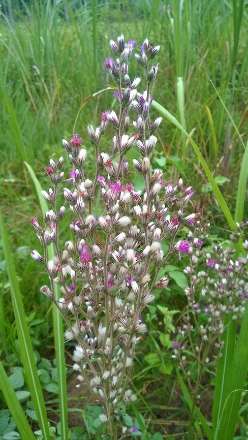 Chrysolaena platensis (Vernonia_cognata) Weed or herb, in Paraguay, we would probably prefer to call it a herb, as most plants are considered to be medicinal in some form or another. Vernonia c. grows to a height of just over a metre. It's found at the edges of woods, and on tilled land. The shape of the rhizomes gives it it&rsquo;s Guarani name &ldquo;jagua ra&rsquo;ỹi&rdquo; dog&rsquo;s testicles.<br />
 Chrysolaena platensis,Medicinal herb,Paraguay,flowers,herbs,nature,spring,winter