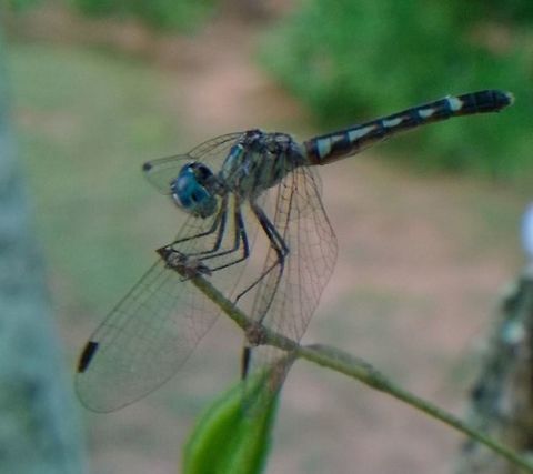 Micrathyria sp Not the best picture. Dragonfly,Paraguay,Summer,Tropical Dashers,insect