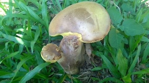 Phlebopus Found on a side walk under some sour orange trees after rain.
https://en.wikipedia.org/wiki/Phlebopus Boletales,Bolete mushroom,Paraguay,citrus,mushroom,summer