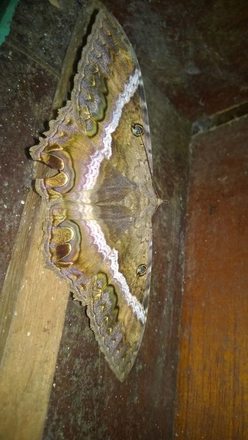 Ascalapha odorata Quite common during the summer months. People fear them because they tend to favour dark places in homes. They are  mistakenly called "ura", name by which we call the Dermatobia hominis fly.  Ascalapha odorata,Geotagged,Lepidoptera,Night,Paraguay,Summer,moths