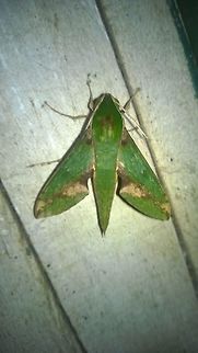 Xylophanes chiron  Geotagged,Paraguay,Sphingidae,Summer,Xylophanes chiron,moth,summer