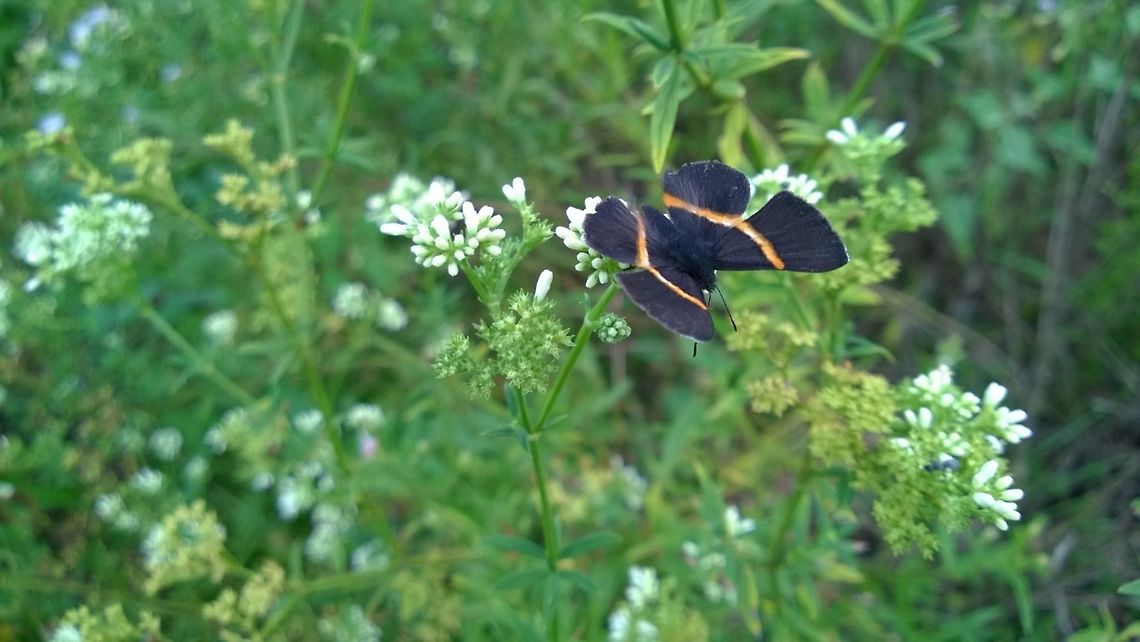 Parcella_amarynthina Not the best pic<br />
<a href="http://butterfliesofamerica.com/parcella_amarynthina.htm" rel="nofollow">http://butterfliesofamerica.com/parcella_amarynthina.htm</a> Geotagged,Orange-banded metalmark,Paraguay,Parcella amarynthina,Summer