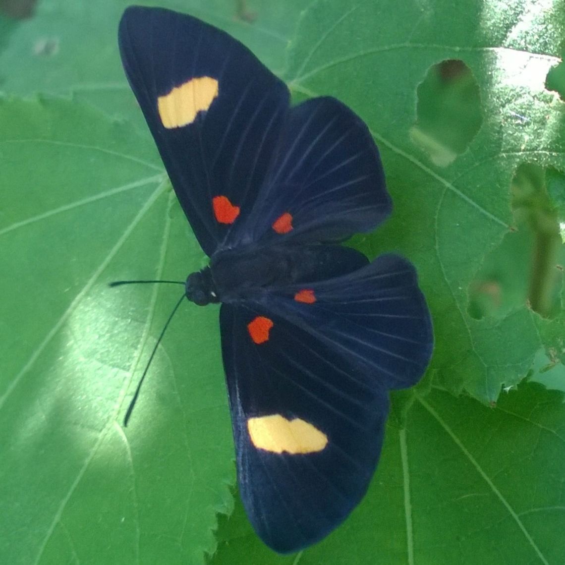 Melanis aegates Fairly common near streams or where there's water around. Not that easy to get near them. Probably no more than a few cms. in width. Geotagged,Lepidoptera,Paraguay,Riodinidae,butterflies,summer