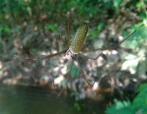 Orb-weaver spider, Nephila clavipes Found over a stream. There were quite a few of them around, independently, but at times,  two or three smaller ones would share the same web, (males?). Geotagged,Golden silk orb-weaver,Nephila clavipes,Paraguay,Summer,araneids,spider