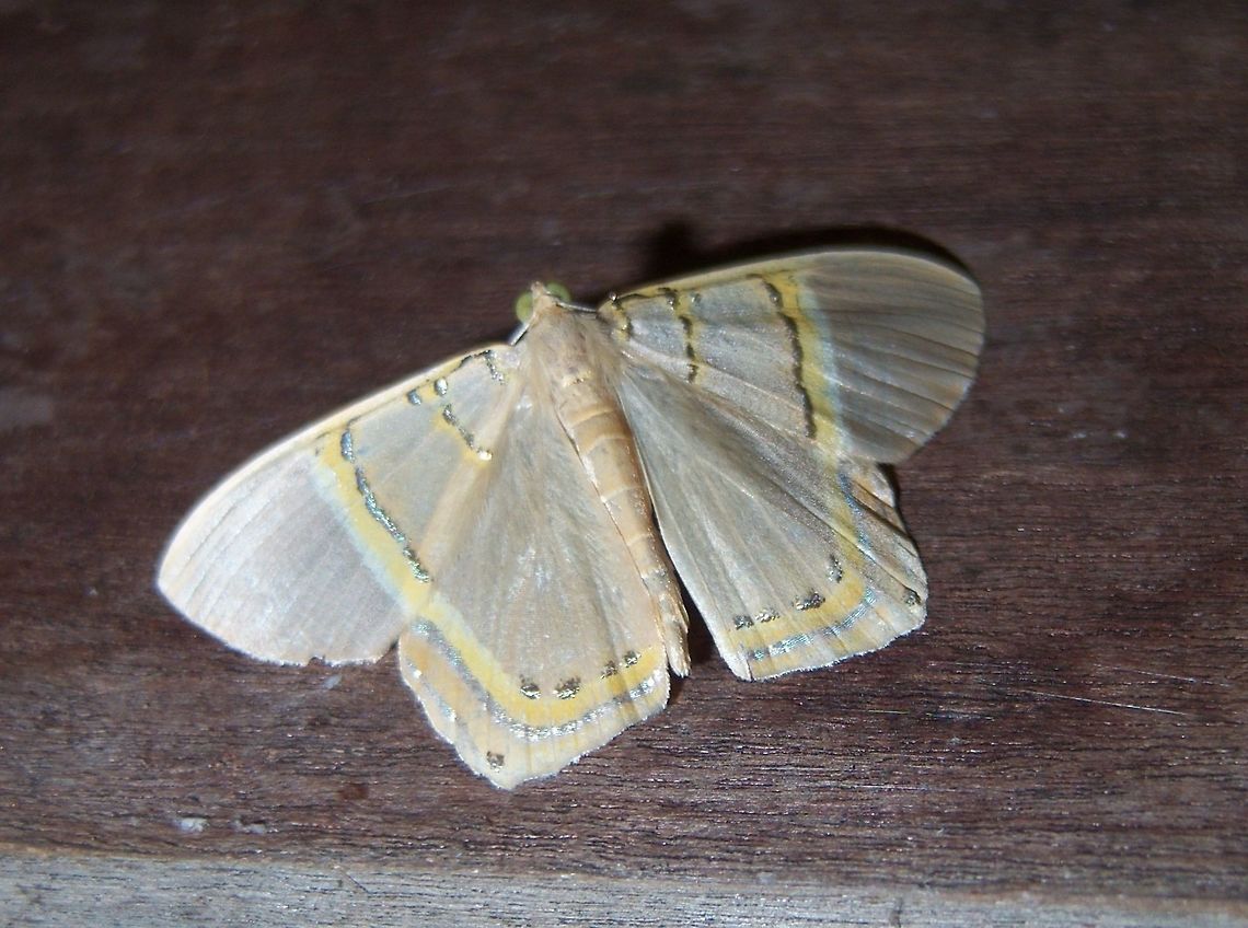 Phrygionis incolorata At night, when I have the light on, on the porch, it's always a surprise to find so many different months that are attracted. This one in particular caught my attention.<br />
<a href="https://www.inaturalist.org/observations/2090834" rel="nofollow">https://www.inaturalist.org/observations/2090834</a><br />
<a href="http://borboletaskmariposas.blogspot.com/2013/05/phrygionis-incolorata-prout-1910.html" rel="nofollow">http://borboletaskmariposas.blogspot.com/2013/05/phrygionis-incolorata-prout-1910.html</a> Geotagged,Lepidoptera,Paraguay,Phrygionis incolorata,Spring,geometridae,moths,summer