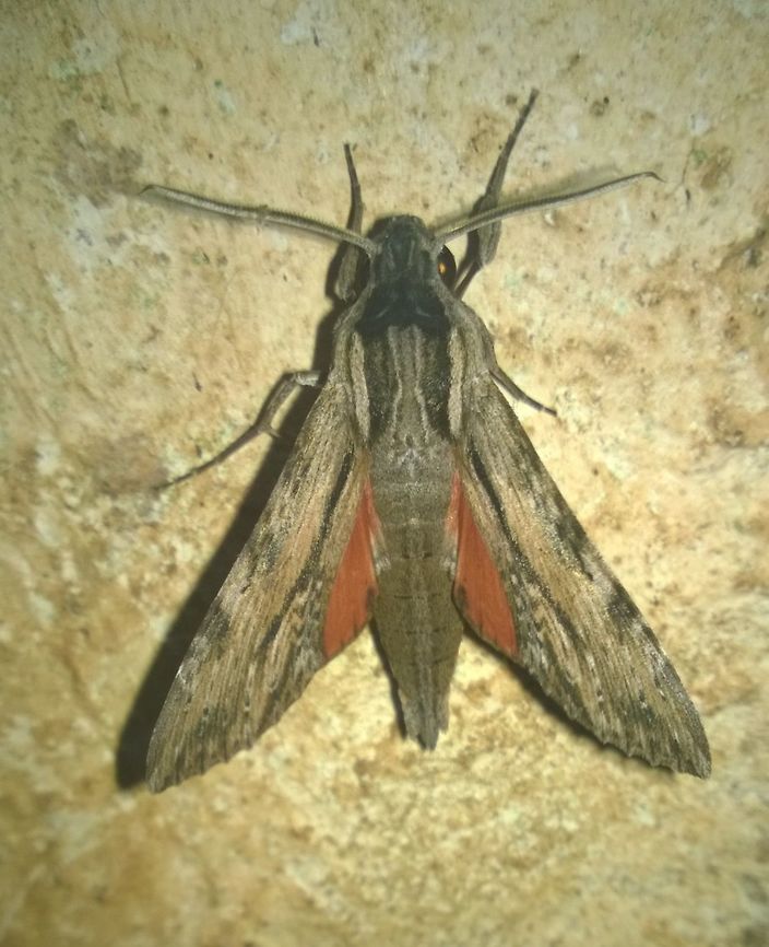 Erinnyis obscura Uncertain on this Erinnyis obscura,Geotagged,Obscure sphinx,Paraguay,Summer,ello sphinx,moth,sphingidae
