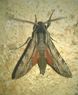 Erinnyis obscura Uncertain on this Erinnyis obscura,Geotagged,Obscure sphinx,Paraguay,Summer,ello sphinx,moth,sphingidae
