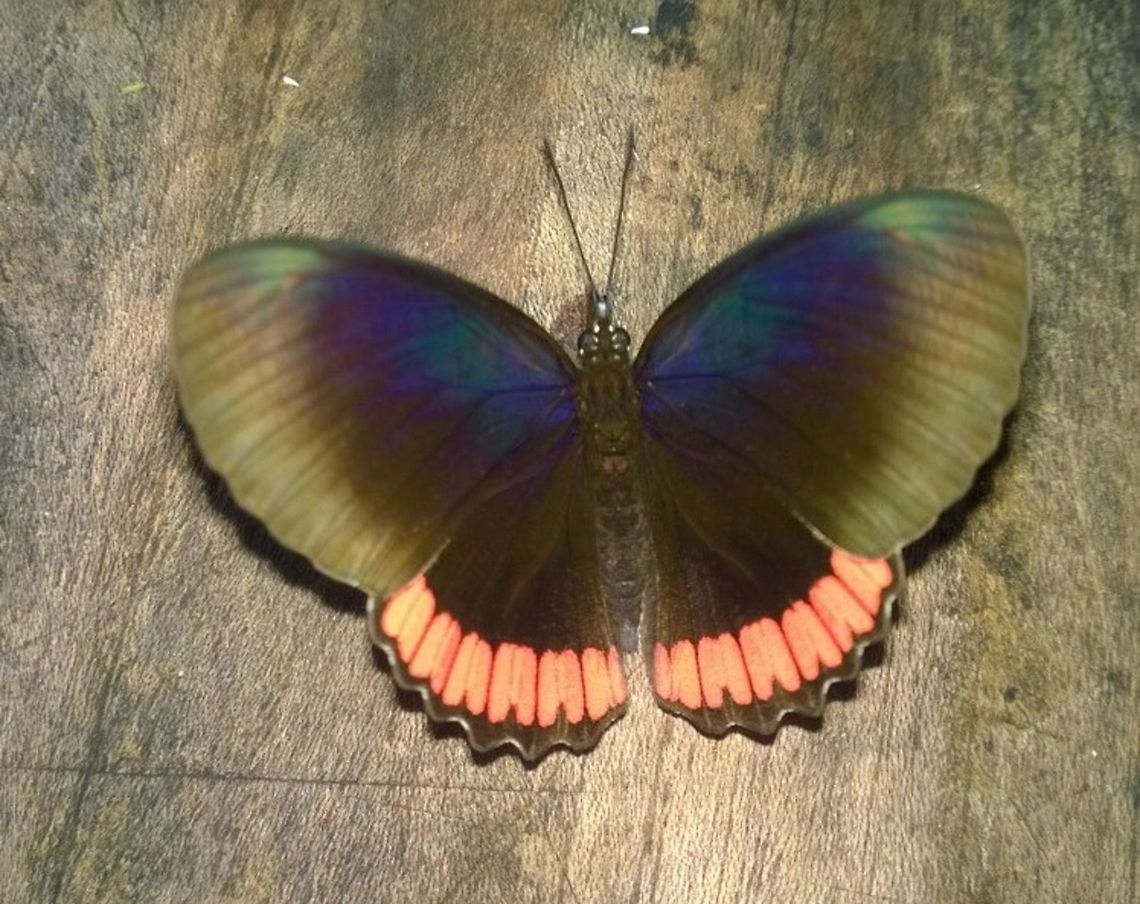 Biblis_hyperia  Biblis,Geotagged,Paraguay,Summer,butterflies,summer