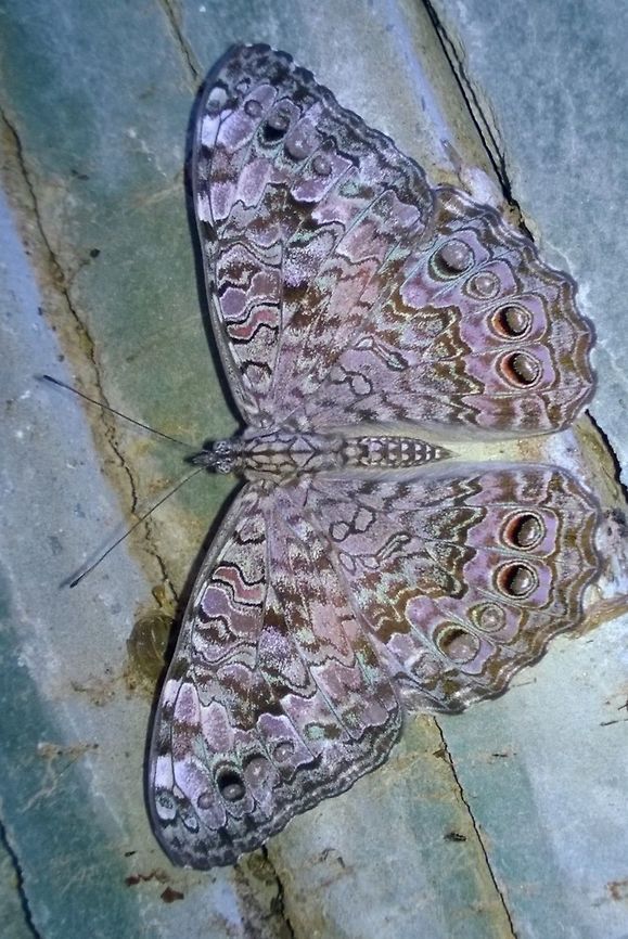 Hamadryas_februa Pororo in guarani, onomatopoeic for "pop", also used for popcorn. Butterfly,Geotagged,Gray Cracker,Hamadryas,Paraguay,Summer,summer