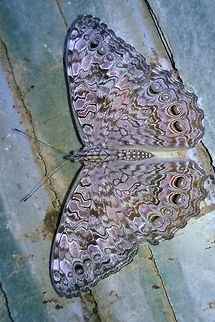 Hamadryas_februa Pororo in guarani, onomatopoeic for "pop", also used for popcorn. Butterfly,Geotagged,Gray Cracker,Hamadryas,Paraguay,Summer,summer