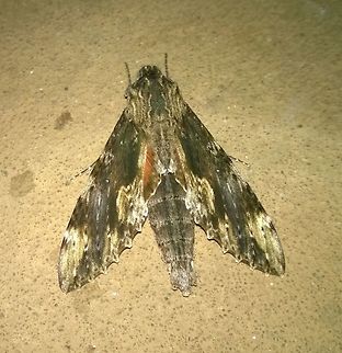 Erinnyis oenotrus  Cramer's sphinx,Erinnyis oenotrus,Geotagged,Paraguay,Summer,moths,sphingidae
