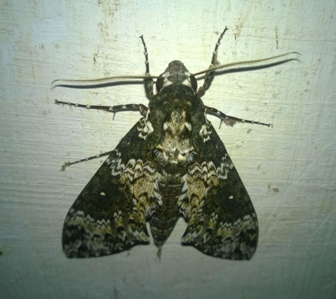 Manduca rustica  Fall,Geotagged,Manduca rustica,Paraguay,Rustic Sphinx,moths,sphingidae