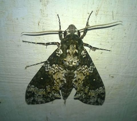 Manduca rustica  Fall,Geotagged,Manduca rustica,Paraguay,Rustic Sphinx,moths,sphingidae