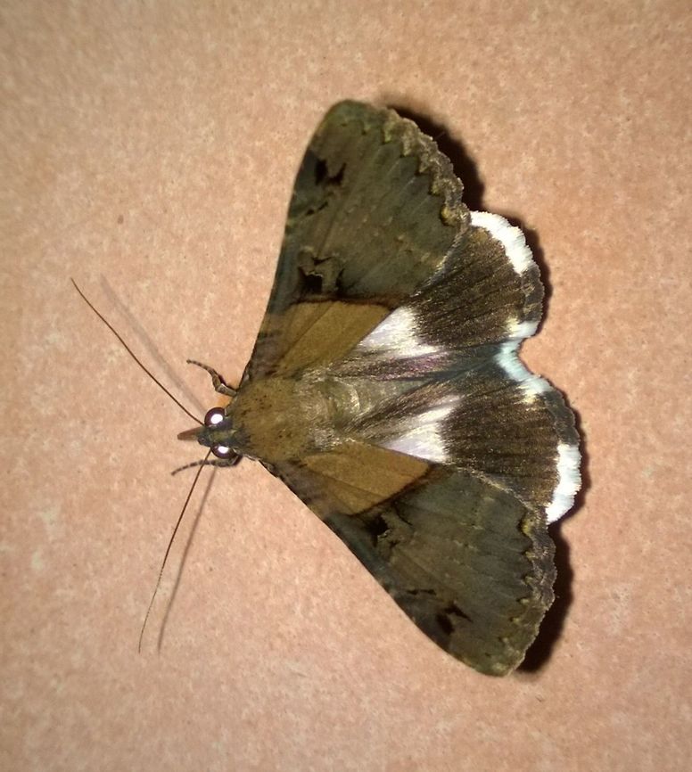 Melipotis_fasciolaris  Fall,Geotagged,Melipotis fasciolaris,Paraguay,moths