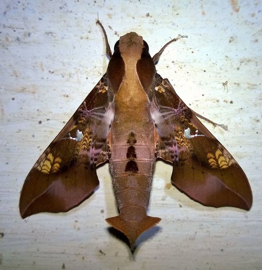 Callionima inuus  Fall,Geotagged,Insects,Lepidoptera,Paraguay,hawkmoth,moths,sphingidae