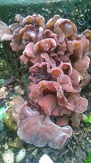 Auricularia  Auricularia auricula-judae,Fall,Geotagged,Jew's ear,Paraguay,Spring