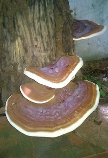 Ganoderma  Bracket fungi,Ganoderma zonatum,Geotagged,Paraguay,Spring,ganoderma zonatum,hongos,polypore,summer,wildemushrooms