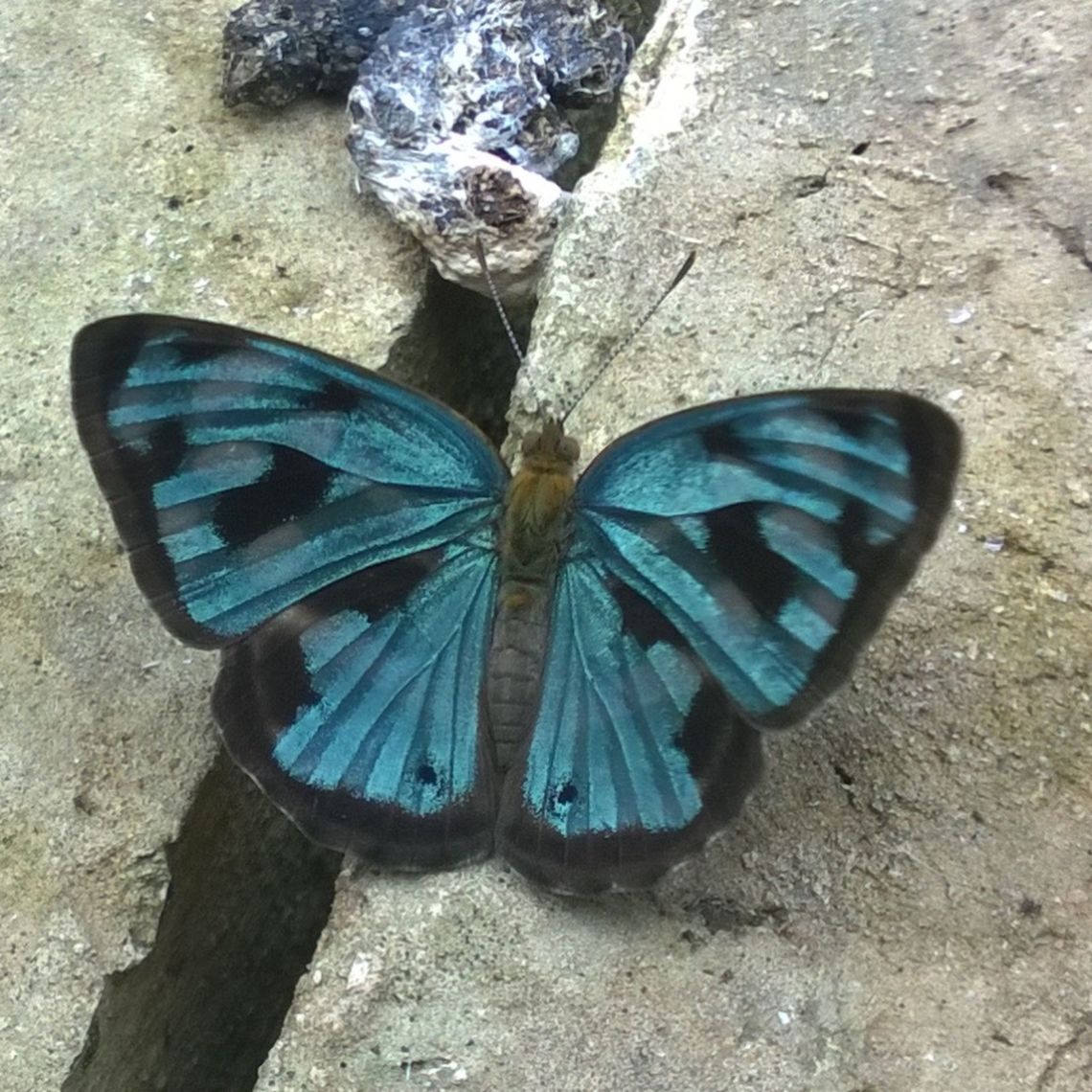 Dynamine postverta Sorry the image is a bit blurred, it was closing and opneing its wings rather rapidly. Dynamine postverta,Eyespotted Drop,Four-spotted Sailor,Geotagged,Paraguay,blue sailor,butterflies,summer
