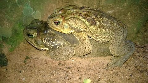 Rhinella schneideri Waiting for rain, and to piggyback to the nearest pond but making sure no one else takes this place. Amphibia,Bufo,Bufonidae,Geotagged,Lagoon,Paraguay,Pond,Winter,anura,batrachia,kururu,nature,sapo,toad