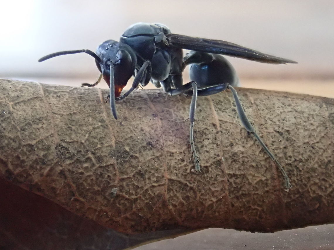Synoeca cyanea  Avispas,Geotagged,Paraguay,Spring,Synoeca cyanea,Vespa,Vespidae,Wasps