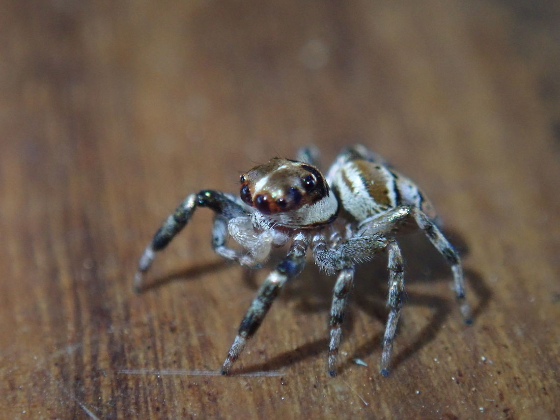 Jumping spider About 5 mms in size Araneomorfas,Araneomorphae,Arañas,Arañas_saltadoras,Geotagged,Paraguay,Salticidae,Saltícidos,Spiders,Winter