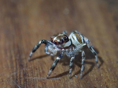 Jumping spider About 5 mms in size Araneomorfas,Araneomorphae,Arañas,Arañas_saltadoras,Geotagged,Paraguay,Salticidae,Saltícidos,Spiders,Winter
