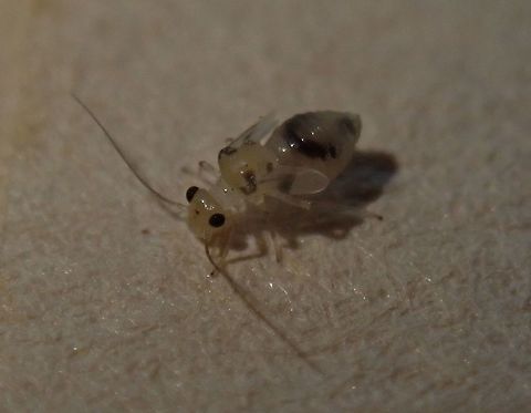 Psocoptera  Bugs,Geotagged,Insecta,Paraguay,Psocoptera,Winter,bichos,tiny bug