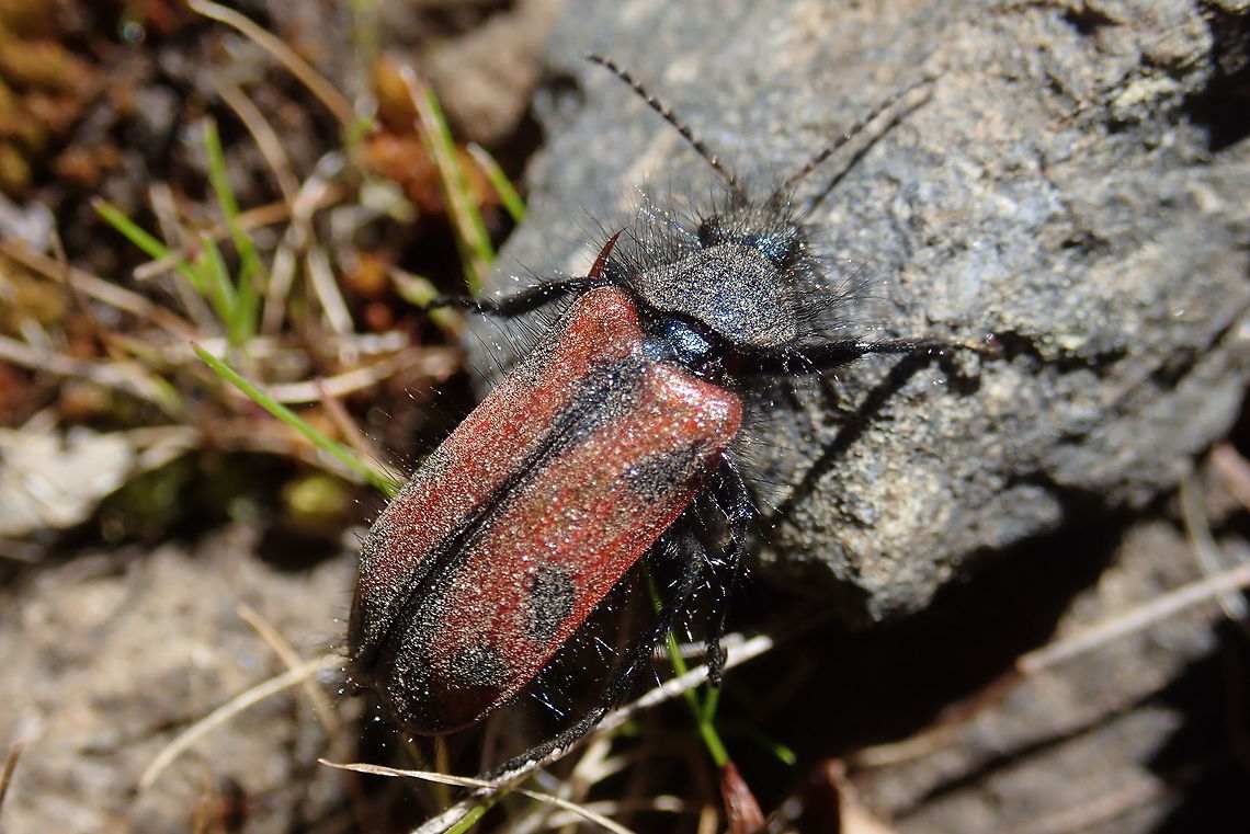 Astylus trifasciatus An hairy beetle Araucania,Astylus,Astylus trifasciatus,Chile,Geotagged,Melyridae,Winter,beetle,bichos,bugs,coloeoptera,escarabajo,pololocomún,wildlife