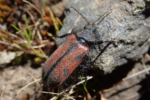 Astylus trifasciatus An hairy beetle Araucania,Astylus,Astylus trifasciatus,Chile,Geotagged,Melyridae,Winter,beetle,bichos,bugs,coloeoptera,escarabajo,pololocomún,wildlife