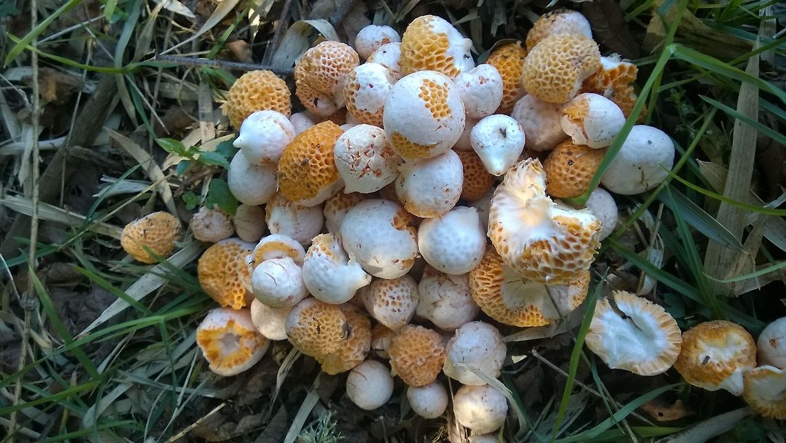Cyttaria espinosae Collected. Rather bland, though nice as salad, olive oil and lemon juice. Abundant at this time of the year. Ascomicete,Chile,Cyttaria espinosae,Digüeñe,Geotagged,Hongos,Mushrooms,Winter