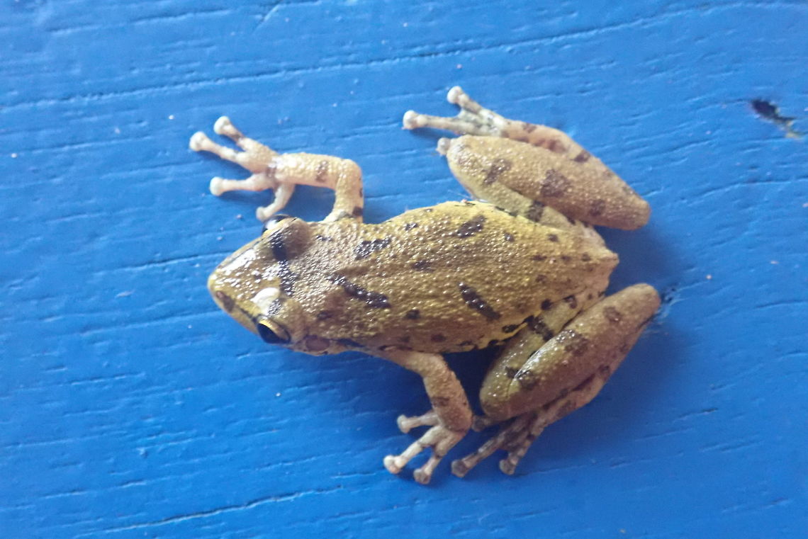 Scinax fuscovarius Though a marsh dweller, this one actually lives in my house. Frogs,Geotagged,Hylidae,Ju'i,Paraguay,Ranas,Scinax,Scinax fuscovarius,Spring