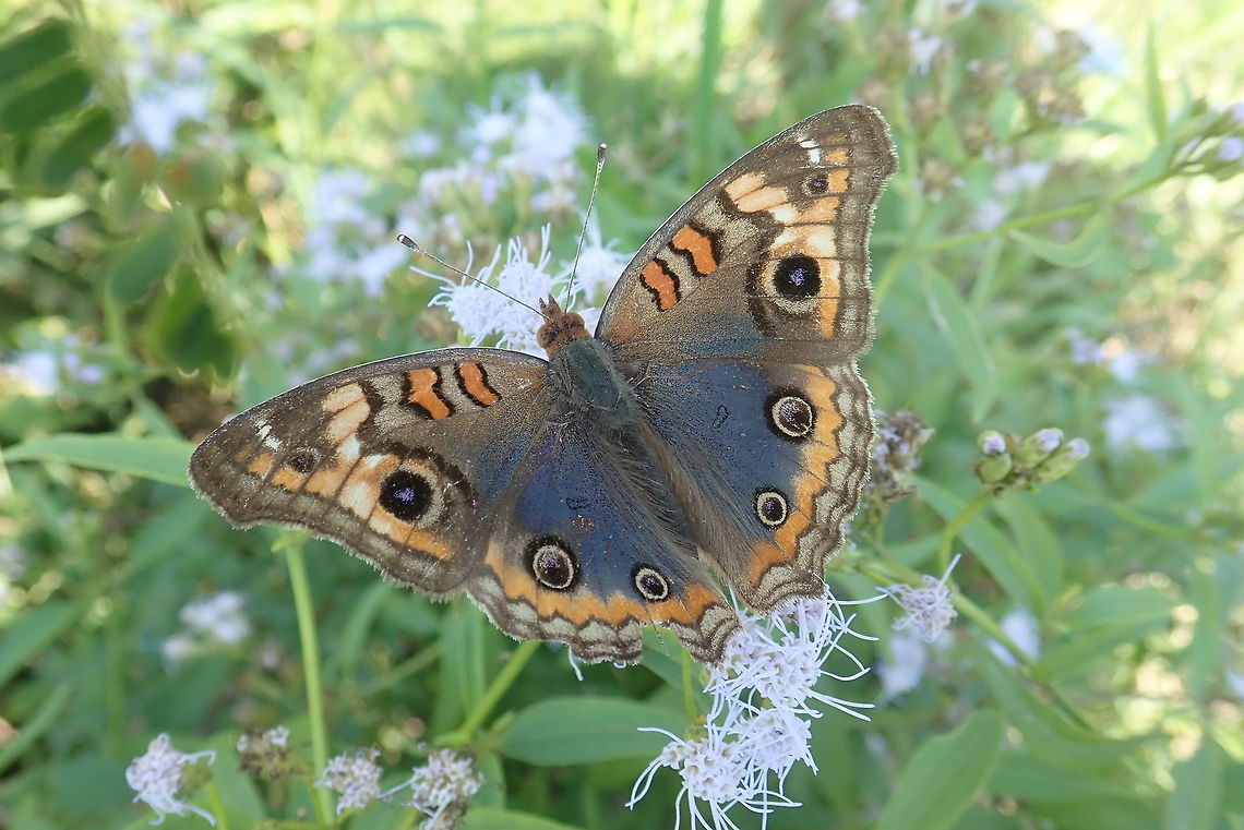 Junonia sp  Chaco,Fall,Geotagged,Junonia coenia,Lepidoptera,Mariposas Neotropicais,Nymphalidae,Paraguay,borboletas,buckeyes,butterflies