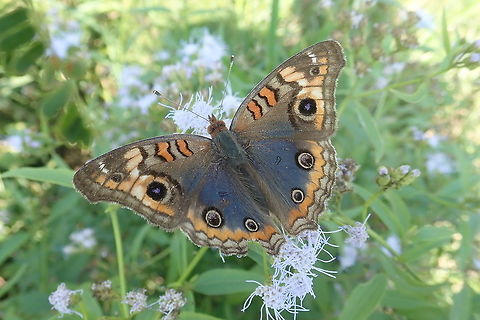 Junonia sp  Chaco,Fall,Geotagged,Junonia coenia,Lepidoptera,Mariposas Neotropicais,Nymphalidae,Paraguay,borboletas,buckeyes,butterflies