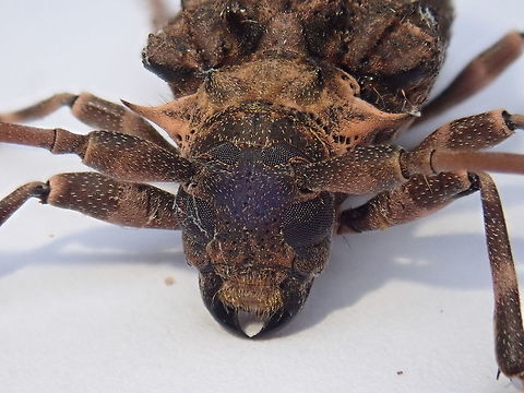 Polyrhaphis spinipennis, a closer look  Coleoptera,Fall,Geotagged,Paraguay,Polyrhaphis spinipennis,cerambycidae,cerambícidos,coleópteros,escarabajos longicornios,longhorn beetles