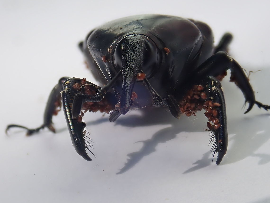 South American palm weevil About 3 cms in length. Coleoptera,Curculionidae,Fall,Geotagged,Paraguay,Rhynchophorus palmarum,Weevils,escarabjos,lembu,picudo,snout beetle