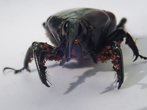 South American palm weevil About 3 cms in length. Coleoptera,Curculionidae,Fall,Geotagged,Paraguay,Rhynchophorus palmarum,Weevils,escarabjos,lembu,picudo,snout beetle