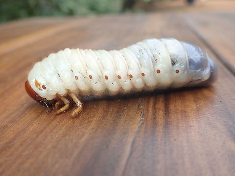 Big grub, megasoma actaeon janus? Not sure, maybe some other beetle. Quite large about 5 cms. living in rotten wood. I know that some of these grubs are edible, was tempted to try but noticed the dark black end, and it did poop. I could probably cut the end of, but that would mean spillage and losing most of the yummy liquid.  Actaeon beetle,Coleoptera,Fall,Geotagged,Megasoma actaeon,Paraguay,beetle grub,beetle larva,coleópteros,escarabajo,lembu,lembu toro