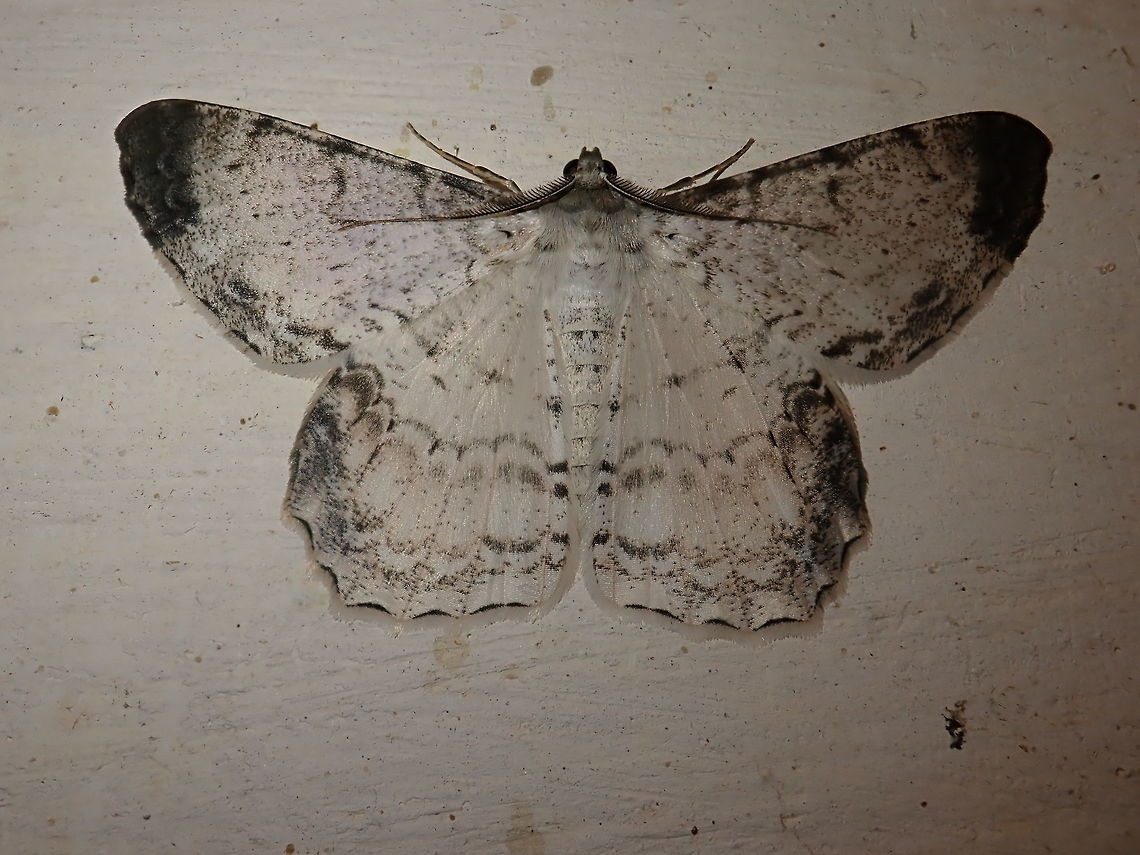 Epimecis anonaria Not happy with the lighting.<br />
Attracted to outdoor light in the countryside. Epimecis anonaria,Geometrid,Geometrid Moth,Geotagged,Insecta,Paraguay,Winter,geometridae,moths,polillas