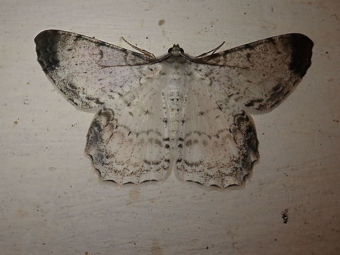 Epimecis anonaria Not happy with the lighting.
Attracted to outdoor light in the countryside. Epimecis anonaria,Geometrid,Geometrid Moth,Geotagged,Insecta,Paraguay,Winter,geometridae,moths,polillas