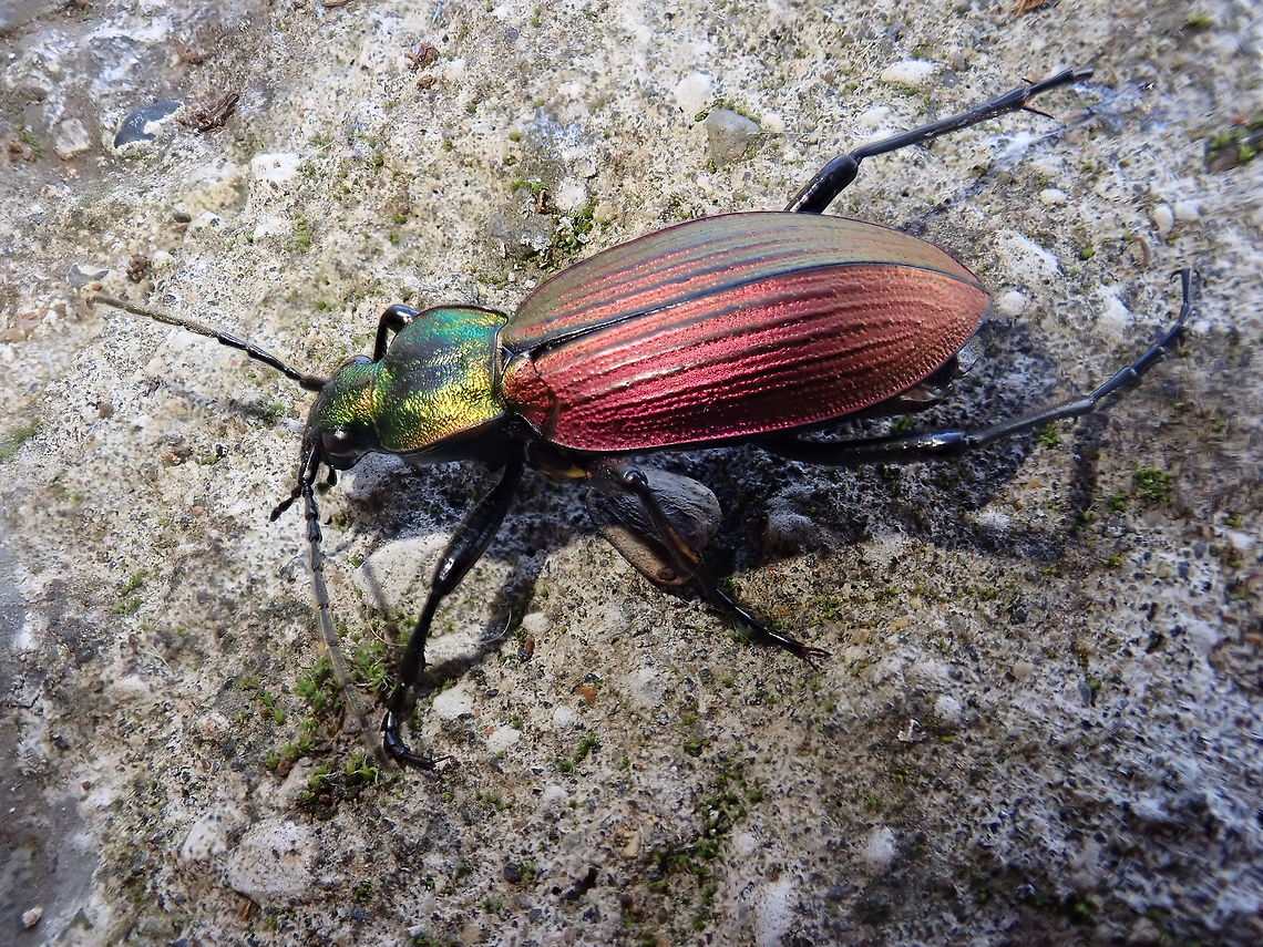Vivid coloured beetle Despite the cold, found crawling around early morning. Beetles,Ceroglossus chilensis,Chile,Coleoptera,Escarabajos,Geotagged,Winter,coloured beetle