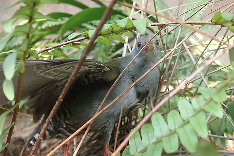 Mustelirallus erythrops Found it in the house, it must have landed at night perhaps tired or disoriented by city lights.  To be released later in the day in a swampy, wetter environment Geotagged,Neocrex erythrops,Paint-billed crake,Paraguay,Spring,burrito pico rojo,crakes,gruiforme,paint-billed crake,polluela piquirroja,rallidae
