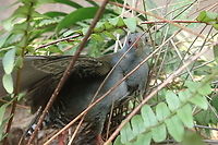 Mustelirallus erythrops Found it in the house, it must have landed at night perhaps tired or disoriented by city lights.  To be released later in the day in a swampy, wetter environment Geotagged,Neocrex erythrops,Paint-billed crake,Paraguay,Spring,burrito pico rojo,crakes,gruiforme,paint-billed crake,polluela piquirroja,rallidae